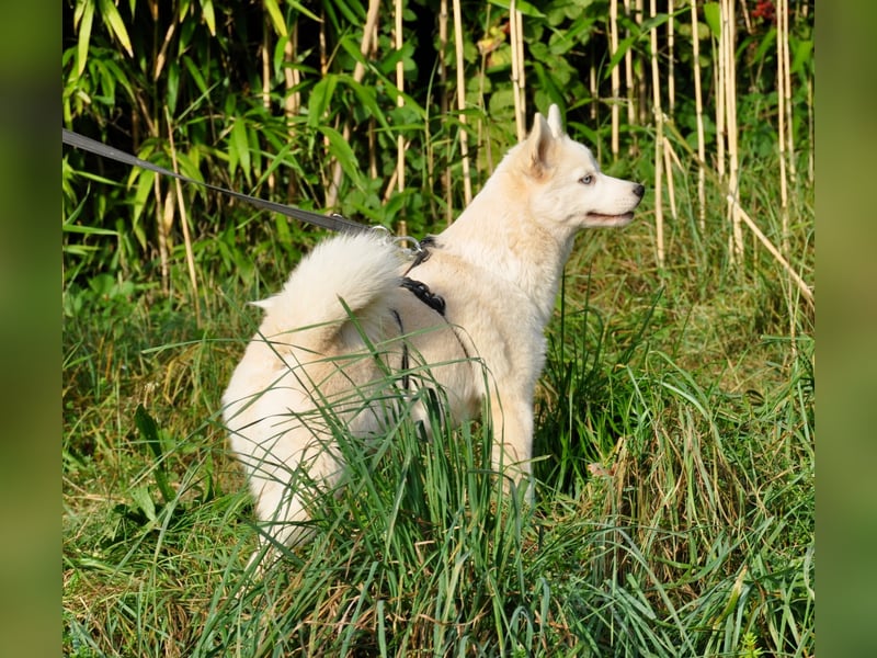 Pomsky F1b Hündin 2 Jahre (Siberian Husky x Pomeranian)