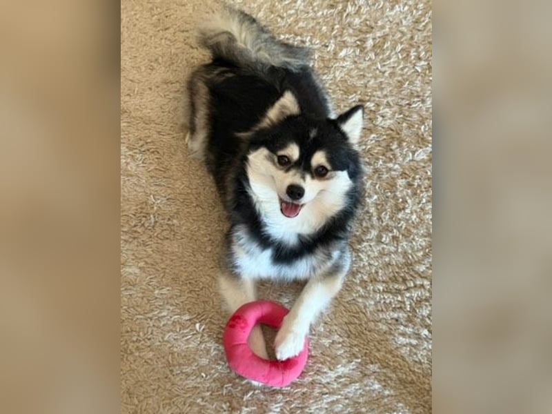Pomsky F2 Hündin 2 Jahre 35 cm nur an Bestplatz