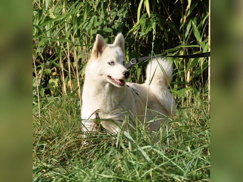 Pomsky F1b Hündin 2 Jahre (Siberian Husky x Pomeranian)