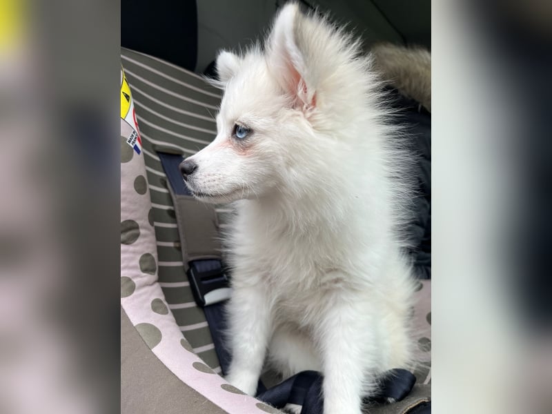 Pomerain zwergspitz pomsky