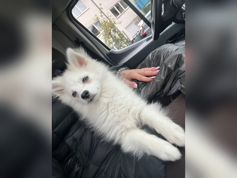 Pomerain zwergspitz pomsky