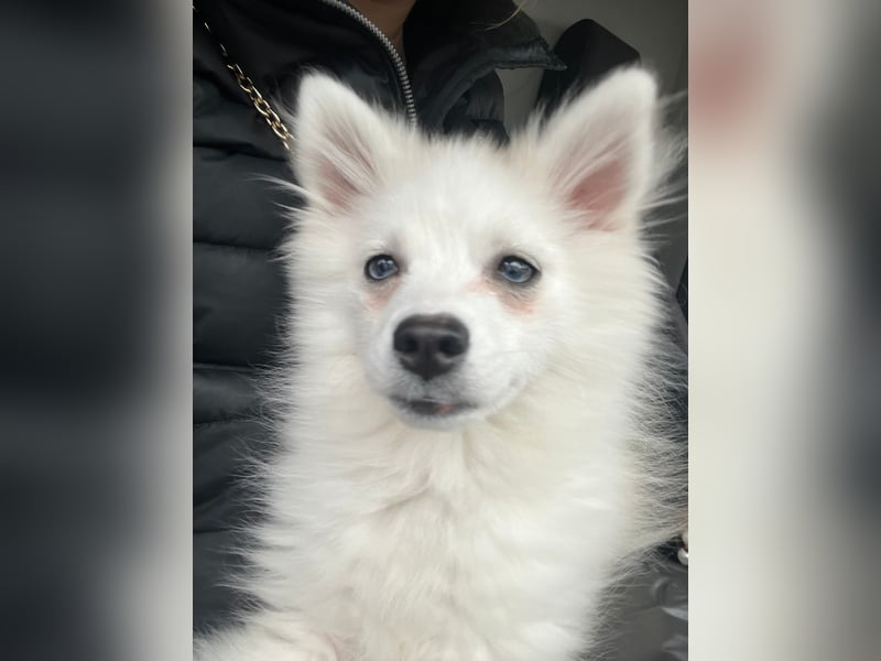 Pomerain zwergspitz pomsky