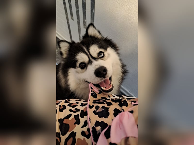 Liebervoller Pomsky Rüde sucht neues Zuhause