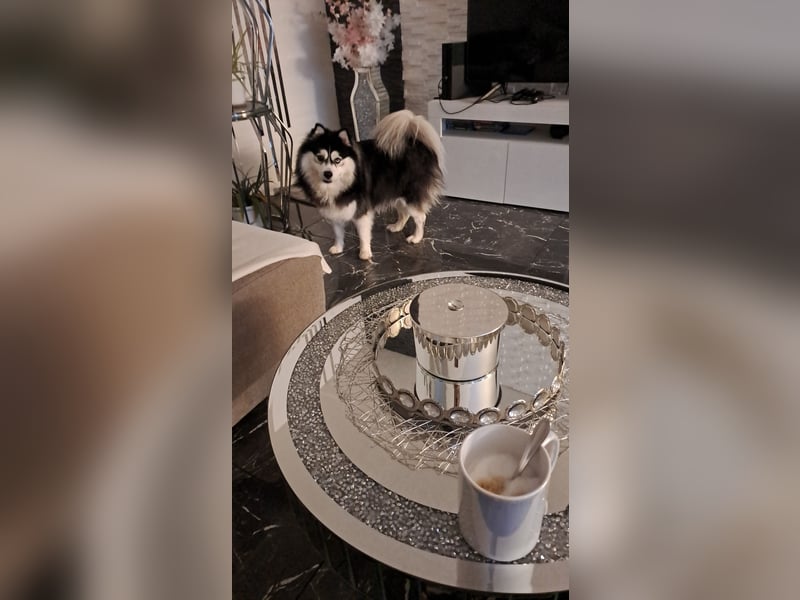 Liebervoller Pomsky Rüde sucht neues Zuhause