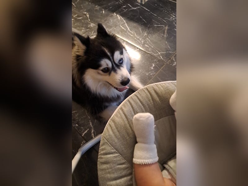 Liebervoller Pomsky Rüde sucht neues Zuhause