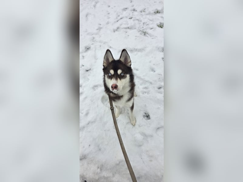 Pomsky Hündin