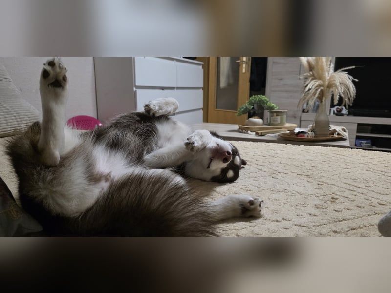 Pomsky Hündin