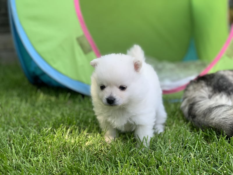 Toy Pomsky F3b Welpen Pomeranian Zwergspitz Husky Mix Minihusky