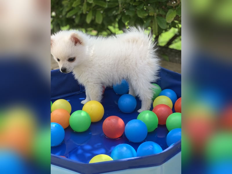 Toy Pomsky F3b Welpen Pomeranian Zwergspitz Husky Mix Minihusky