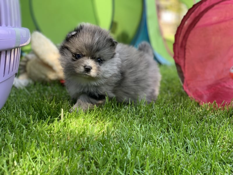 Toy Pomsky F3b Welpen Pomeranian Zwergspitz Husky Mix Minihusky