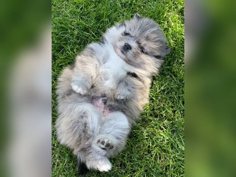 Toy Pomsky F3b Welpen Pomeranian Zwergspitz Husky Mix Minihusky