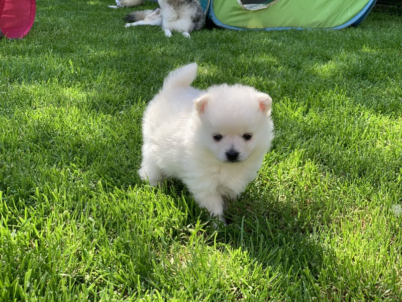 Toy Pomsky F3b Welpen Pomeranian Zwergspitz Husky Mix Minihusky