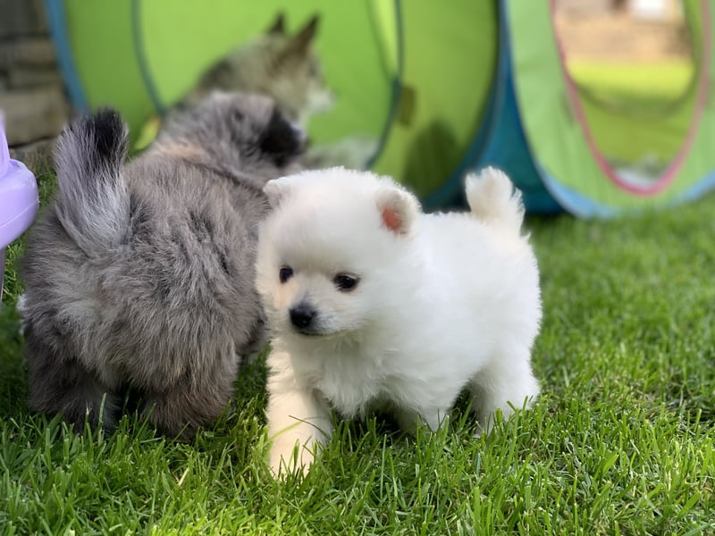 Toy Pomsky F3b Welpen Pomeranian Zwergspitz Husky Mix Minihusky