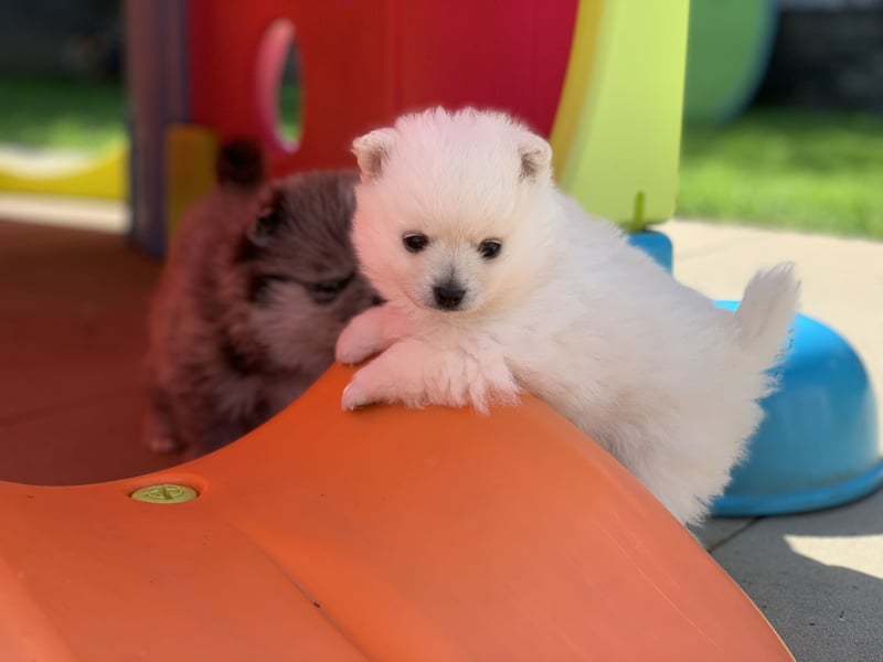 Toy Pomsky F3b Welpen Pomeranian Zwergspitz Husky Mix Minihusky