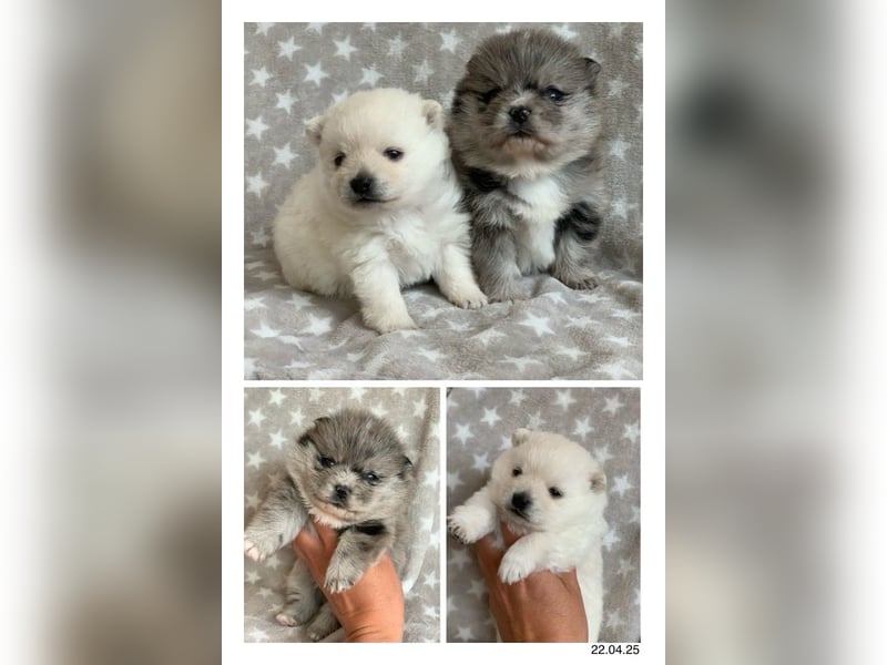 Toy Pomsky F3b Welpen Pomeranian Zwergspitz Husky Mix Minihusky