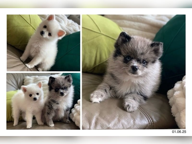 Toy Pomsky F3b Welpen Pomeranian Zwergspitz Husky Mix Minihusky