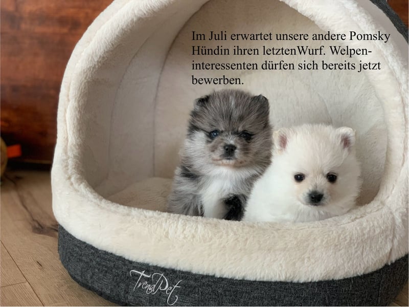 Toy Pomsky F3b Welpen Pomeranian Zwergspitz Husky Mix Minihusky
