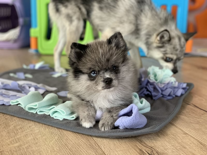Toy Pomsky F3b Welpen Pomeranian Zwergspitz Husky Mix Minihusky