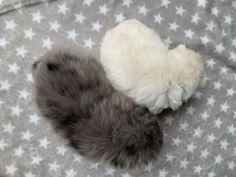 Toy Pomsky F3b Welpen Pomeranian Zwergspitz Husky Mix Minihusky