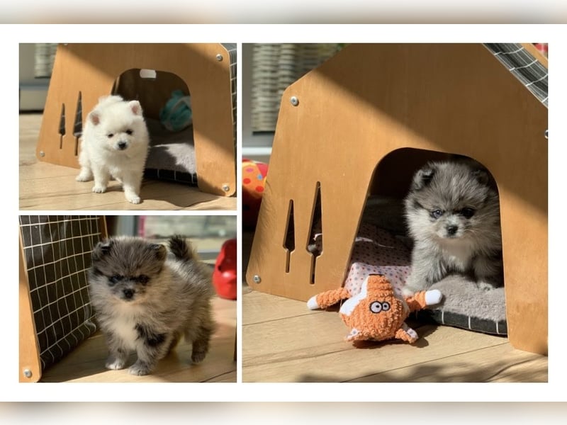 Toy Pomsky F3b Welpen Pomeranian Zwergspitz Husky Mix Minihusky