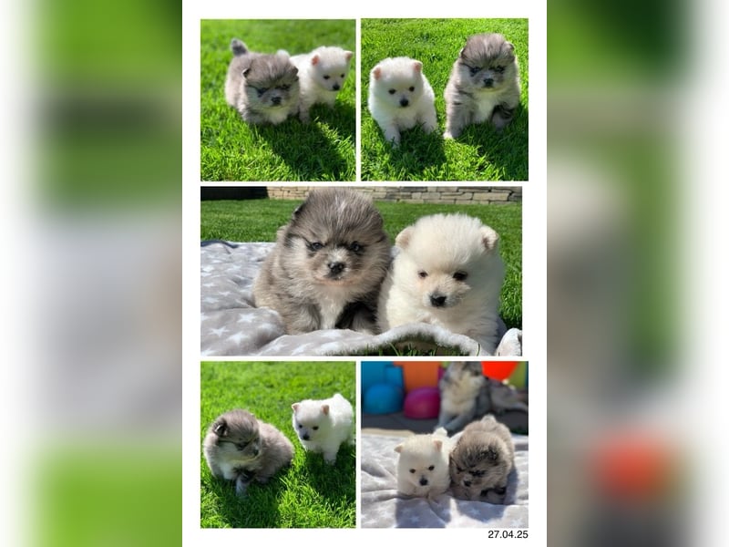 Toy Pomsky F3b Welpen Pomeranian Zwergspitz Husky Mix Minihusky