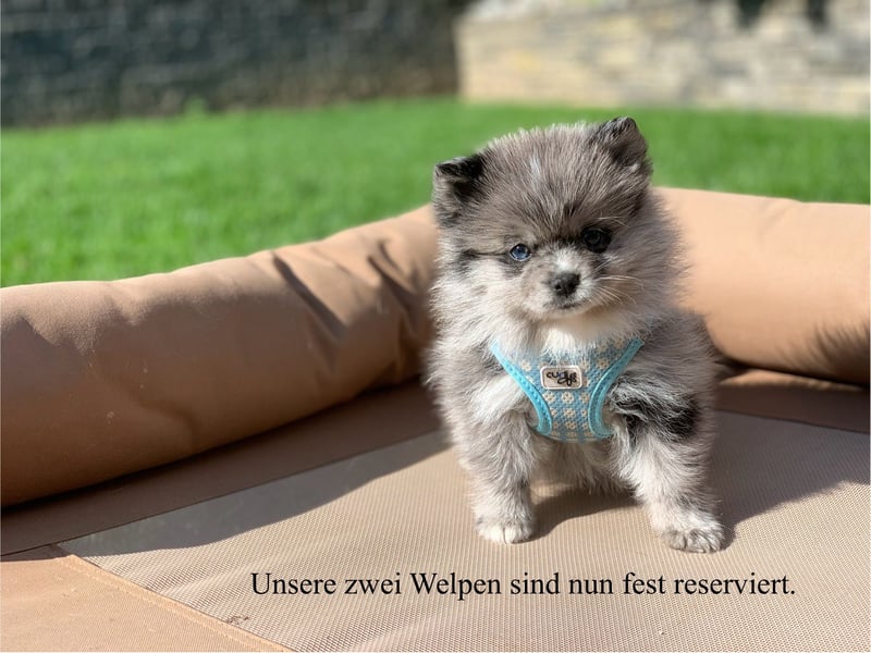 Toy Pomsky F3b Welpen Pomeranian Zwergspitz Husky Mix Minihusky