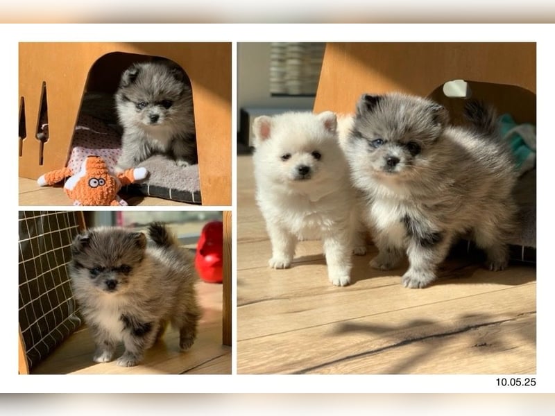 Toy Pomsky F3b Welpen Pomeranian Zwergspitz Husky Mix Minihusky