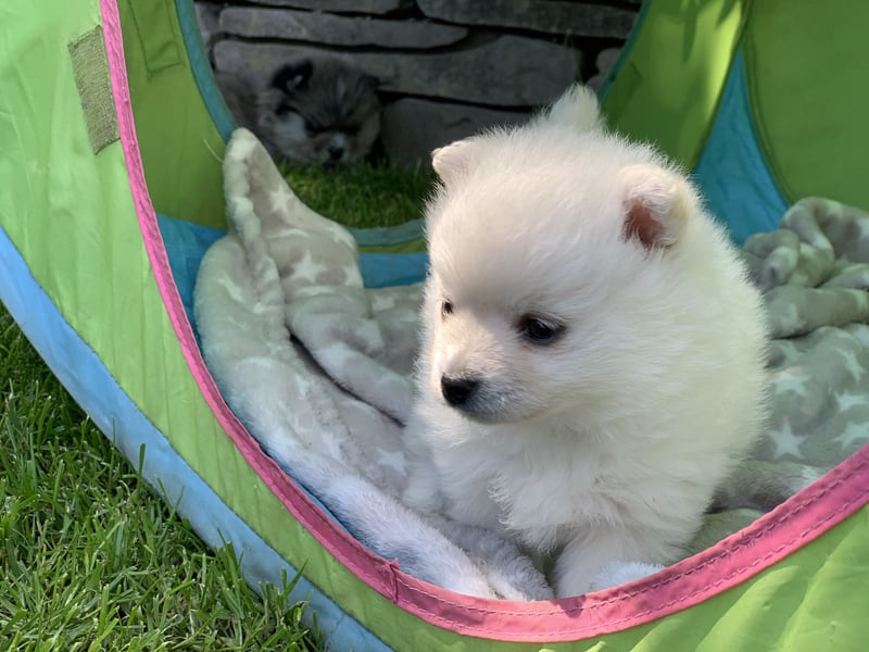 Toy Pomsky F3b Welpen Pomeranian Zwergspitz Husky Mix Minihusky