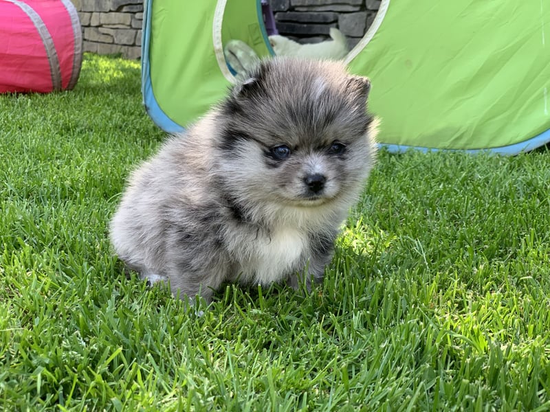 Toy Pomsky F3b Welpen Pomeranian Zwergspitz Husky Mix Minihusky
