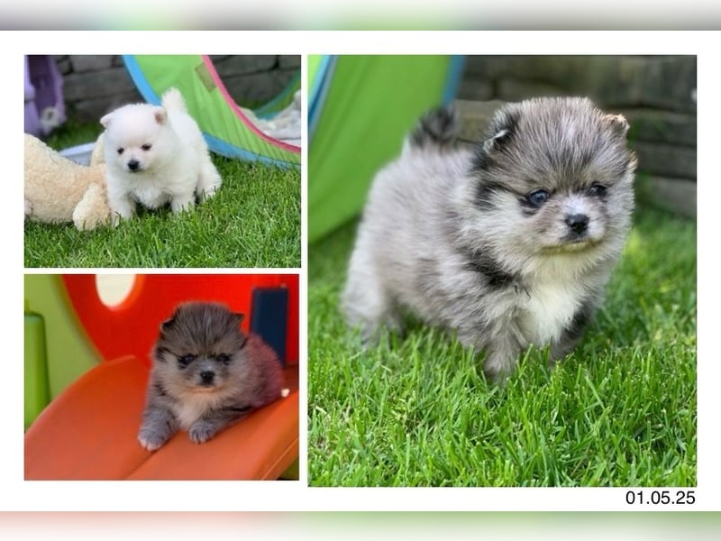 Toy Pomsky F3b Welpen Pomeranian Zwergspitz Husky Mix Minihusky