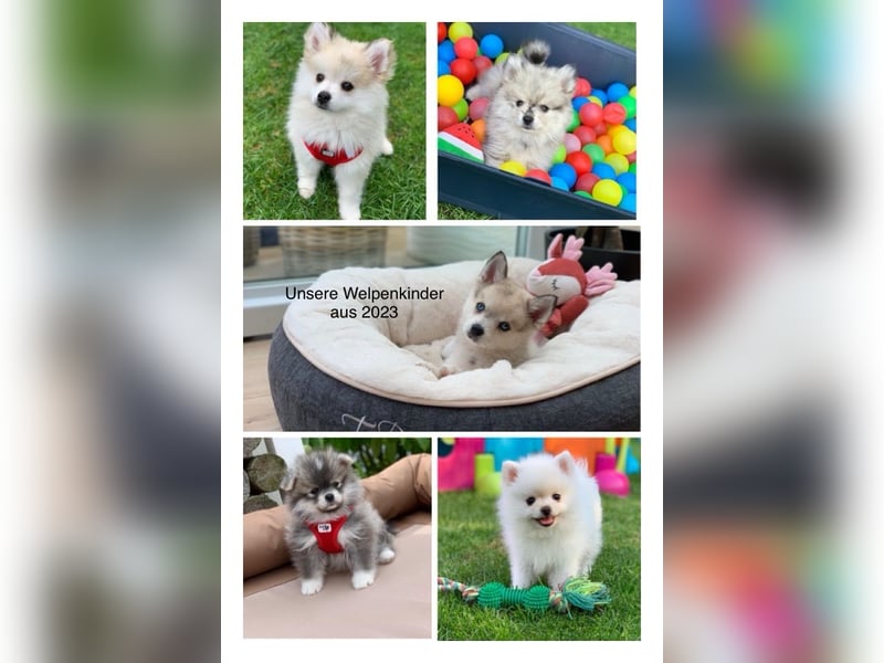 Toy Pomsky F3b Welpen Pomeranian Zwergspitz Husky Mix Minihusky