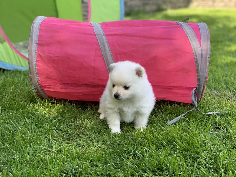 Toy Pomsky F3b Welpen Pomeranian Zwergspitz Husky Mix Minihusky