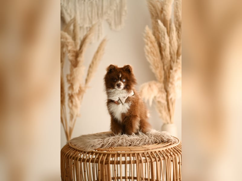 Pomsky Deckrüde
