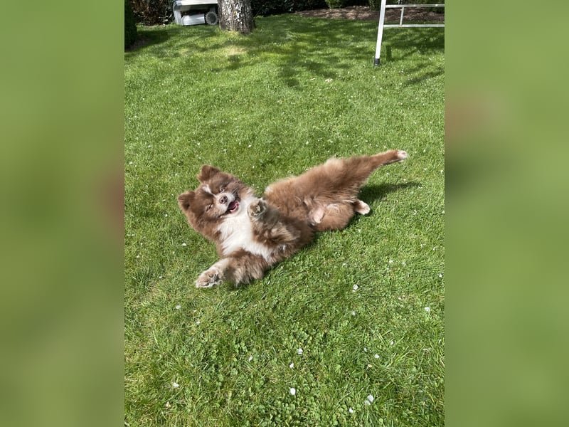 Pomsky Deckrüde