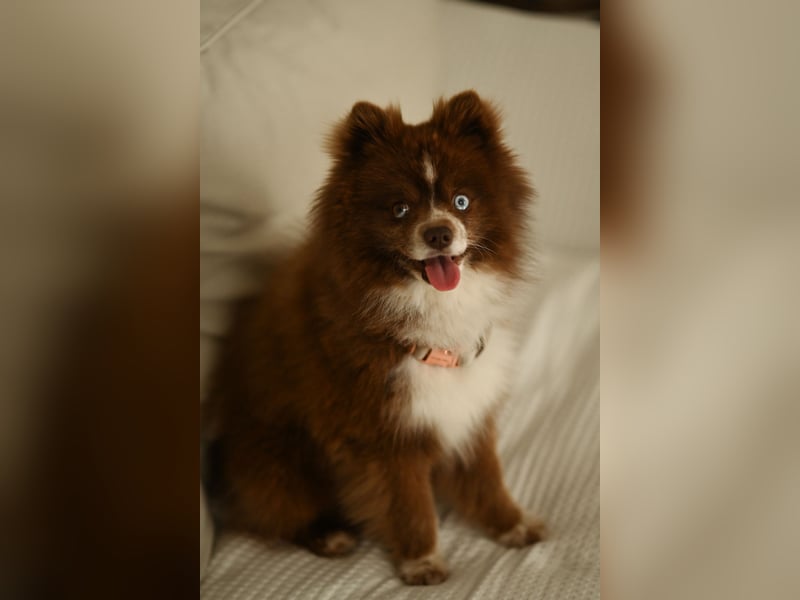 Pomsky Deckrüde