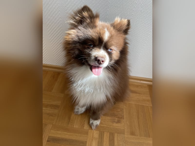 Pomsky Deckrüde