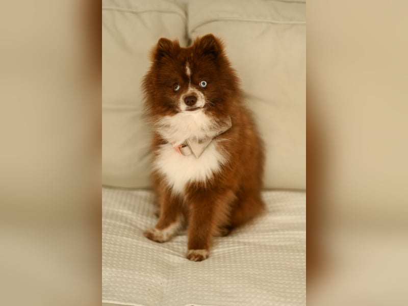 Pomsky Deckrüde