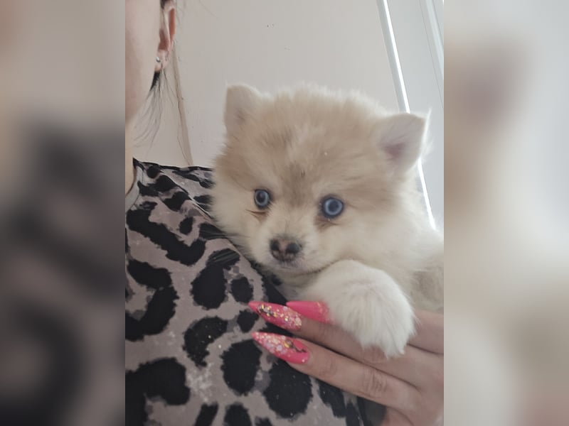 Auszugsbereit F2 Welpen kleinbleibend Zwerghusky Minihusky Zwergspitzhuskys mittelklein