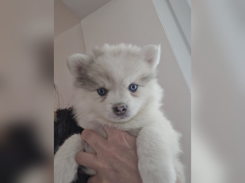 Auszugsbereit F2 Welpen kleinbleibend Zwerghusky Minihusky Zwergspitzhuskys mittelklein