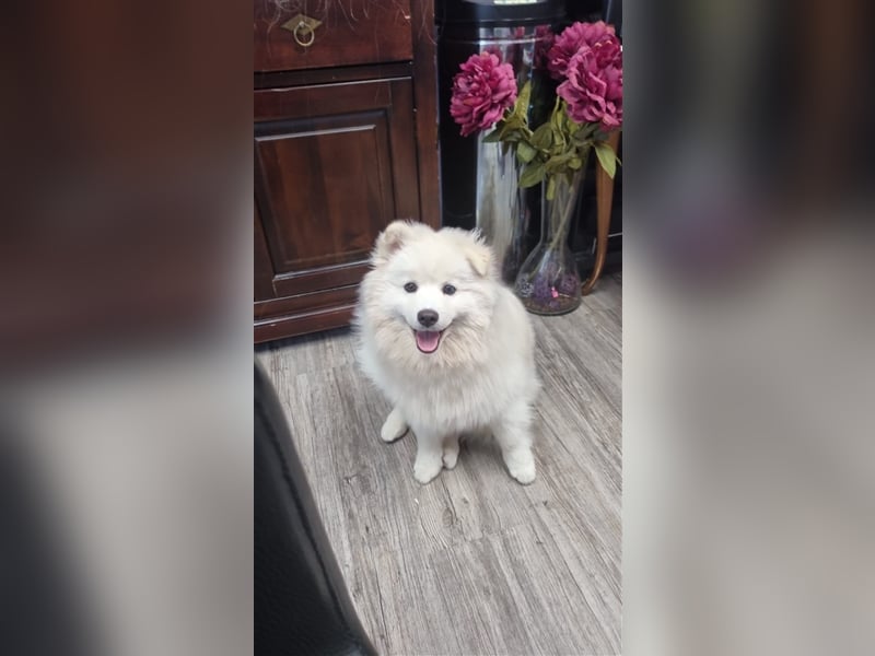 Auszugsbereit F2 Welpen kleinbleibend Zwerghusky Minihusky Zwergspitzhuskys mittelklein