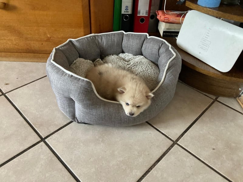 Auszugsbereit F2 Welpen kleinbleibend Zwerghusky Minihusky Zwergspitzhuskys mittelklein