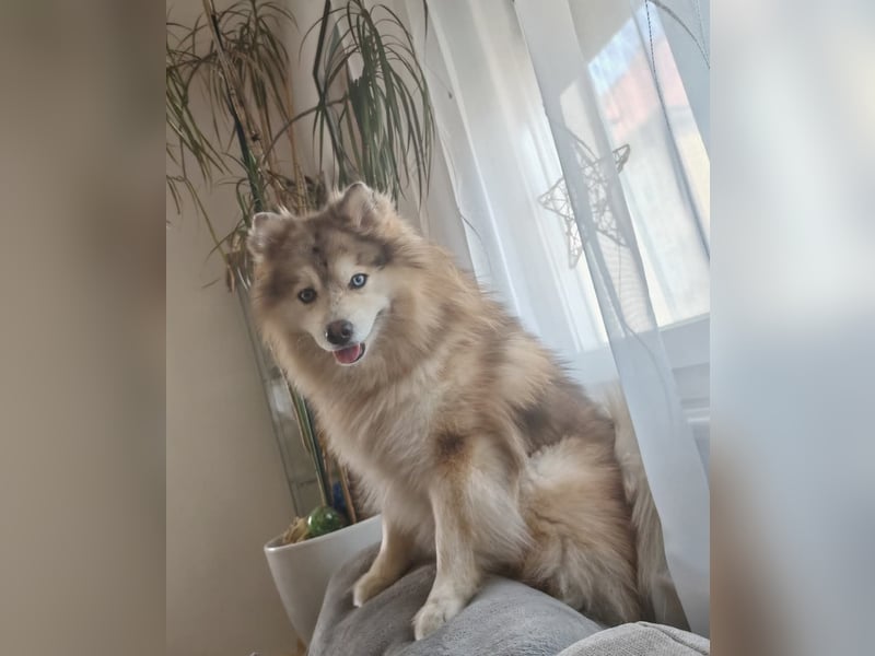 Auszugsbereit F2 Welpen kleinbleibend Zwerghusky Minihusky Zwergspitzhuskys mittelklein