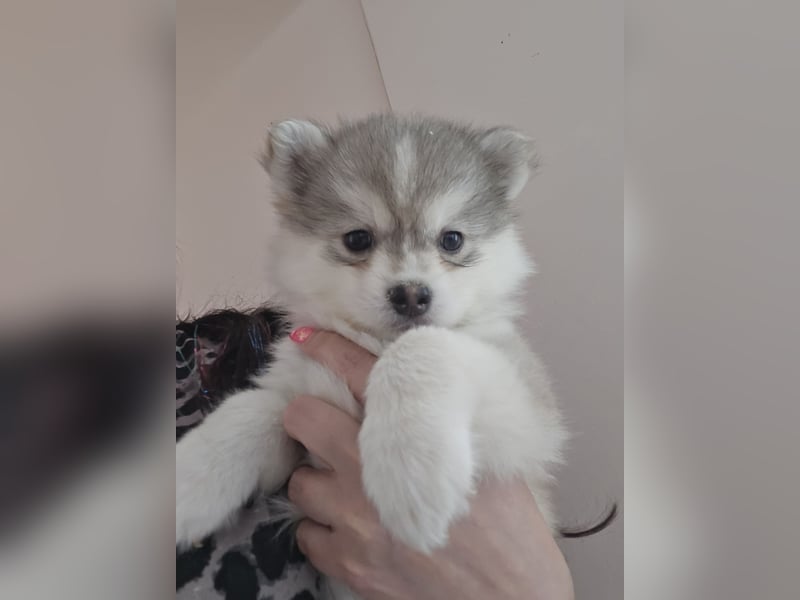 Auszugsbereit F2 Welpen kleinbleibend Zwerghusky Minihusky Zwergspitzhuskys mittelklein