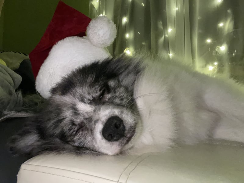Pomsky Deckrüde