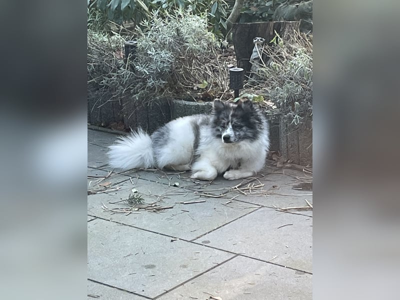 Pomsky Deckrüde