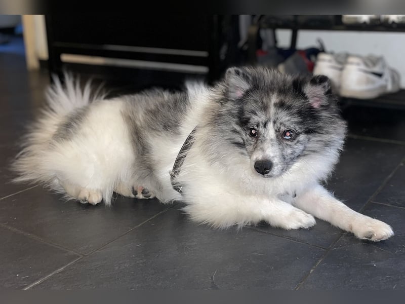 Pomsky Deckrüde