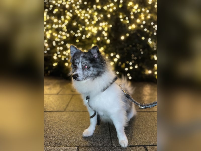 Pomsky Deckrüde