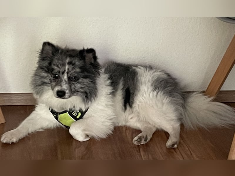 Pomsky Deckrüde