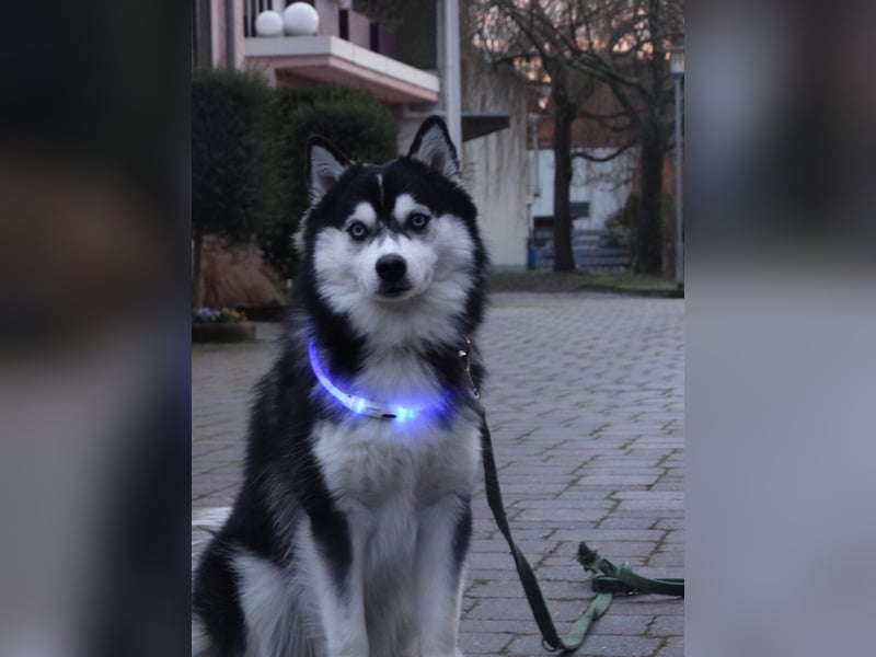 Pomsky