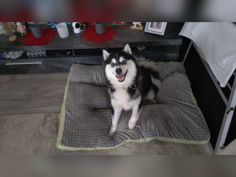 Pomsky